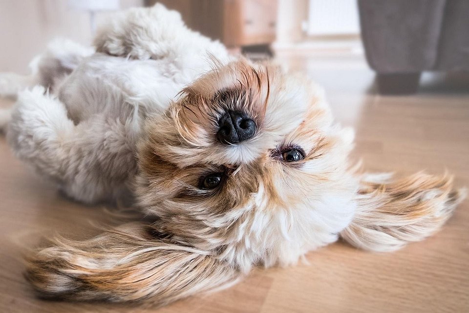 🐾 Nossa Política Pet – Seu amigo é bem-vindo no Cantinho do Cunta!